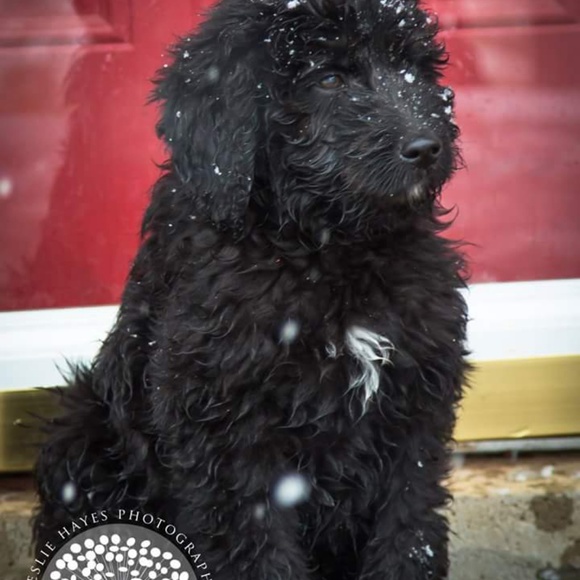 Meet your Posh Ambassador Angela! - Picture 4 of 8